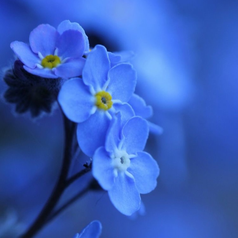 Meet your Posher, Suky